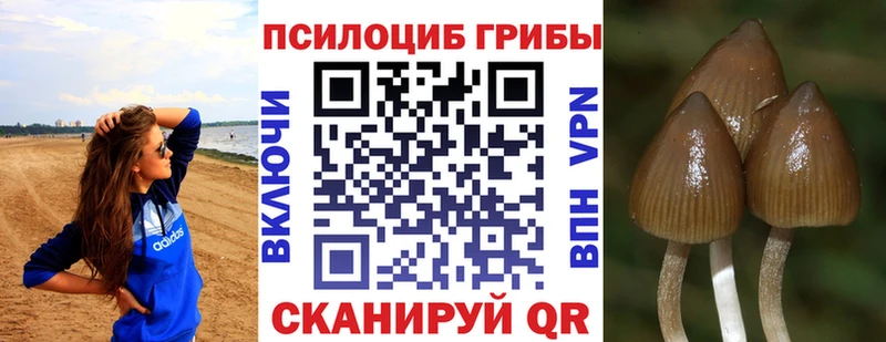 как найти наркотики  Боготол  Псилоцибиновые грибы Magic Shrooms 